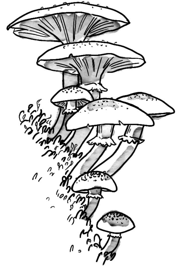 a pen-and-ink style drawing of some white-capped, gilled mushrooms growing from a mossy surface