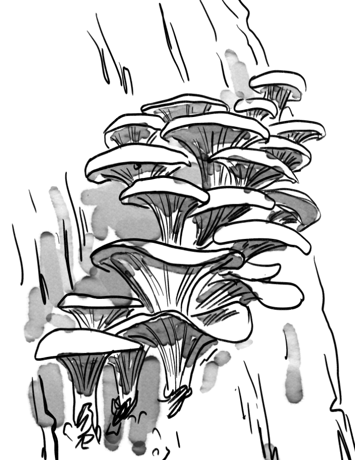a pen-and-ink style drawing of some oyster mushrooms growing on a tree trunk